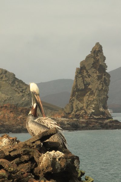 Pinacle Rock and Pelican