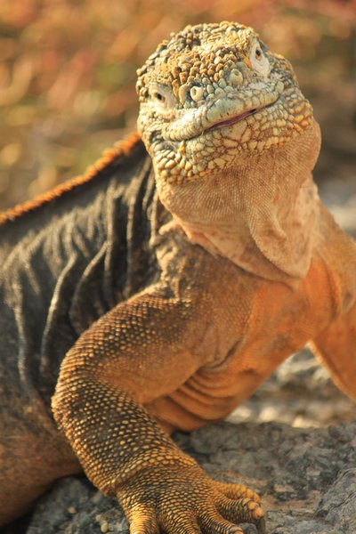 Land iguana smiling for the camera