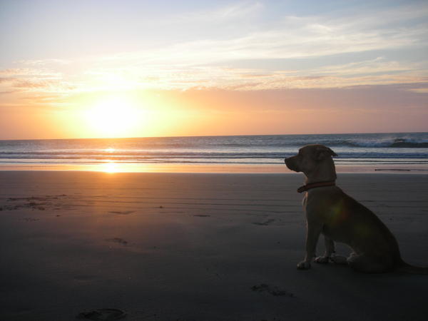 even dogs loved admiring the sunset