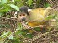 cute little yellow monkey