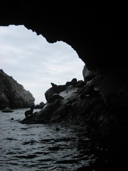cruising through caves filled with Lion Seals