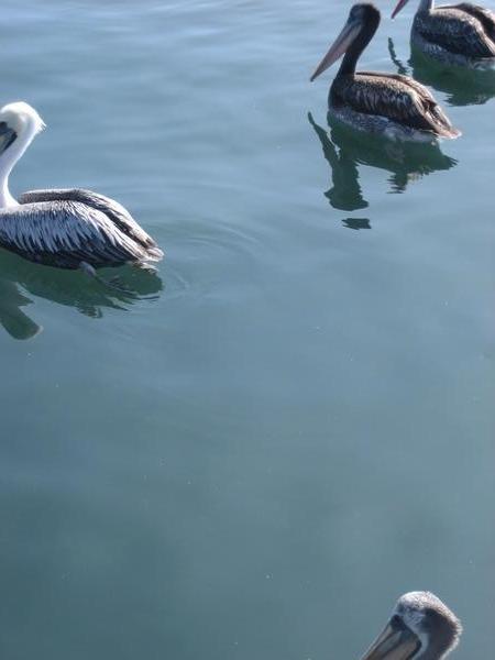 pelican...they´re more vicious than u think...when they get close!