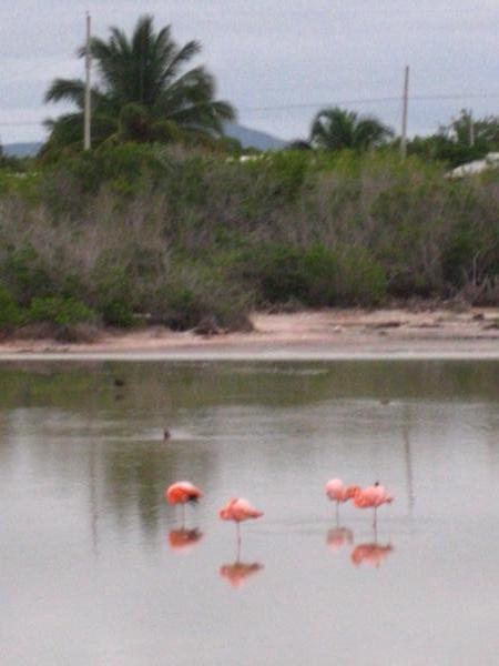 Flamingos...gracious and very pink
