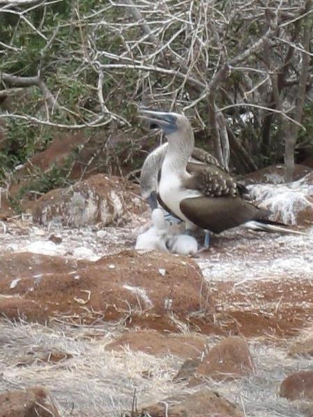 Blue footed Booby family