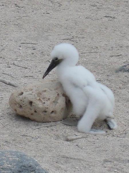 baby blue footed booby bird