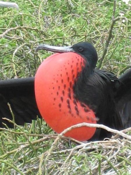 Fragad bird making its mating call .