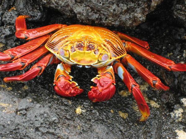hola senor crab