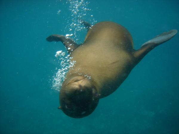 playful sea lion (lobo)