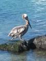even pelicans are bigger on the Galapagos