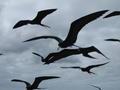 flight of the Fragad birds