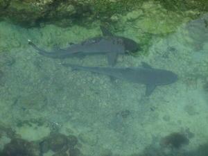 sharks swimming close to shore