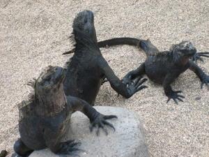 tanning Iguanas