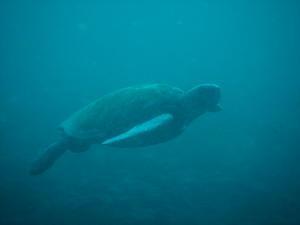 Galapagos turtles swimming around us