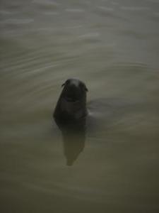 curious sea lion (lobo)