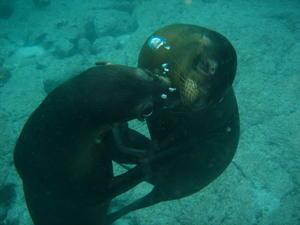 sea lions kissing