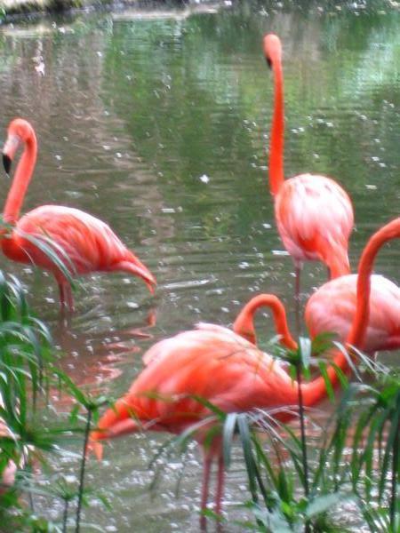 beautiful pink flamingoes