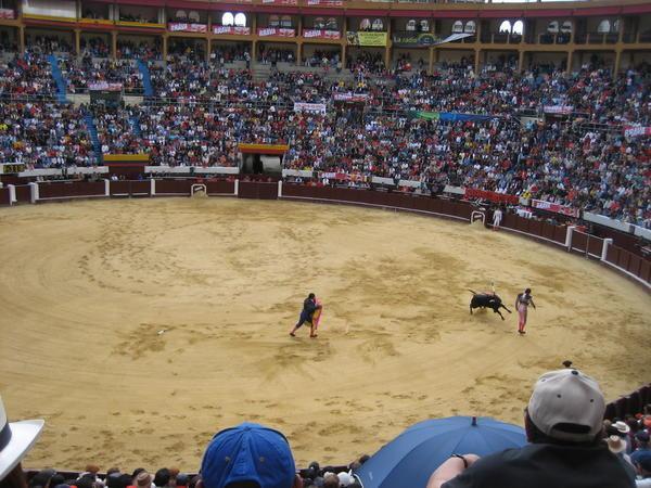 torro, torro!!! the bullfighting!