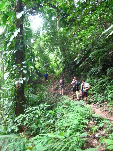 trekking the columbian jungle
