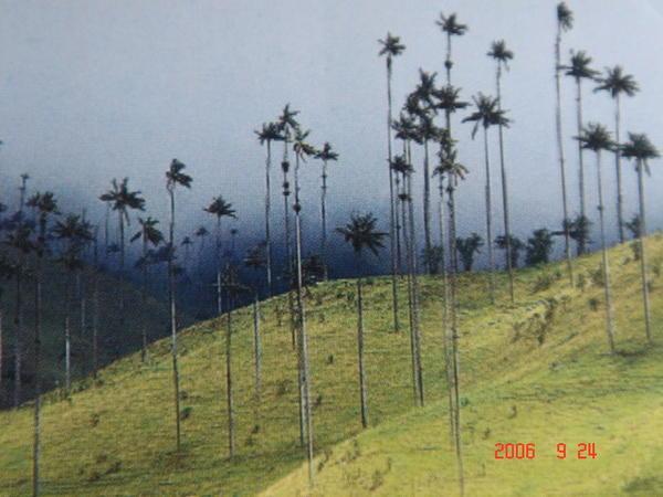 the highest palms in the world!