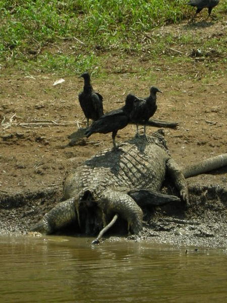 vultures devouring dead corpse of 65 yo aligator