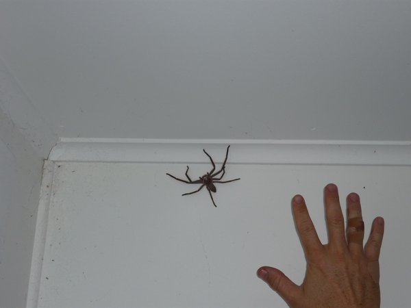 A really big spider