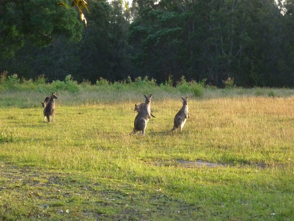 Kangaroos at twilight