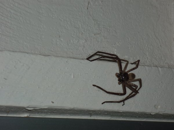 Another really big spider