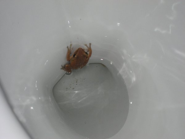 Frog in the Toilet