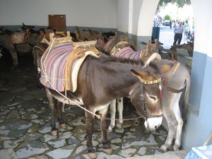 Donkeys