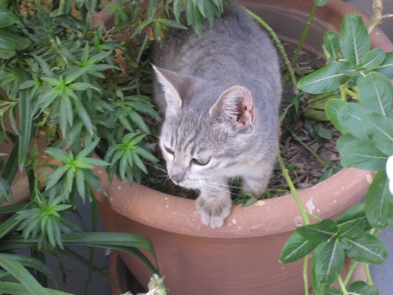 Kitten in a Flower Pot