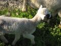 Baby Sheep Grazing in Volubilis