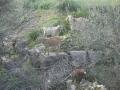 Goats in Volubilis