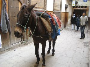 Donkey in the Fez Medina