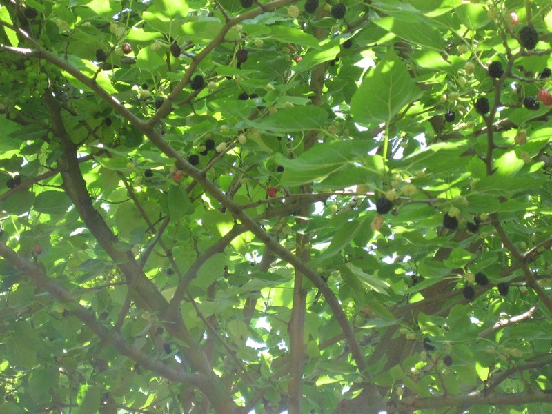 See the mulberries?