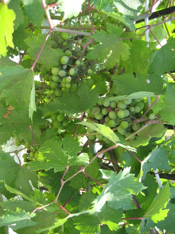 Grapes on the way