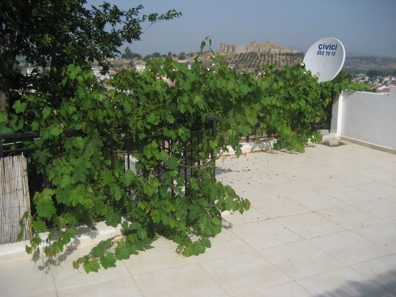 Terrace Grapevine