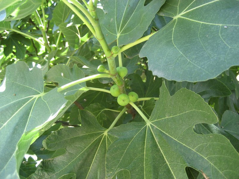 Figs in my garden