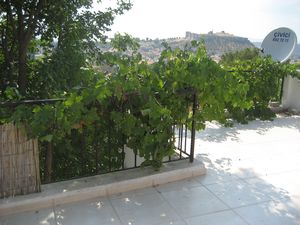 Grapevine on my Terrace