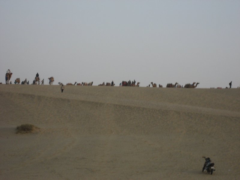 First Glimpse of Camels