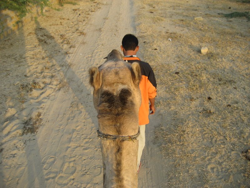 Babalu - My Camel