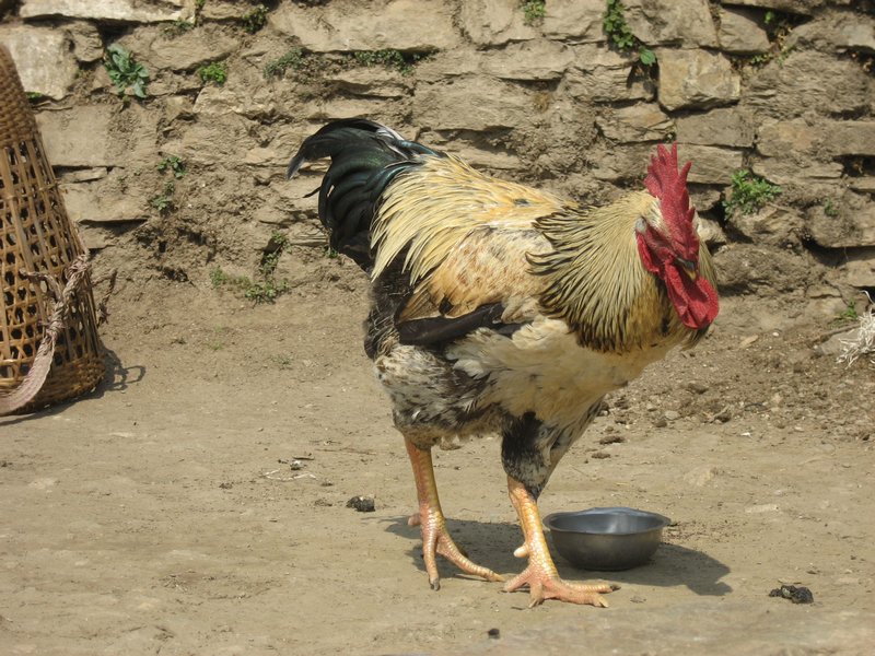 Giant Rooster