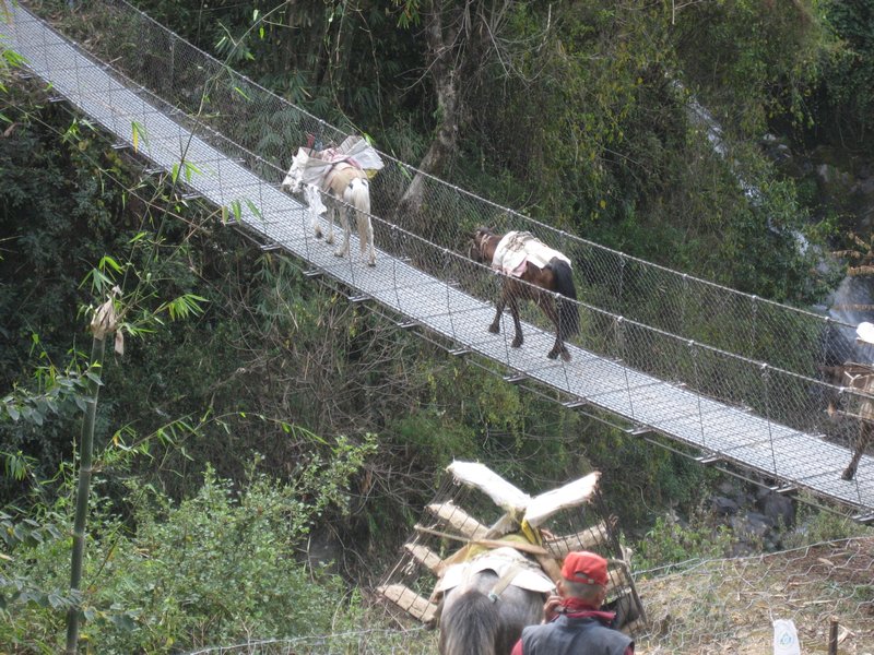 Donkeys on the Metal Bridge