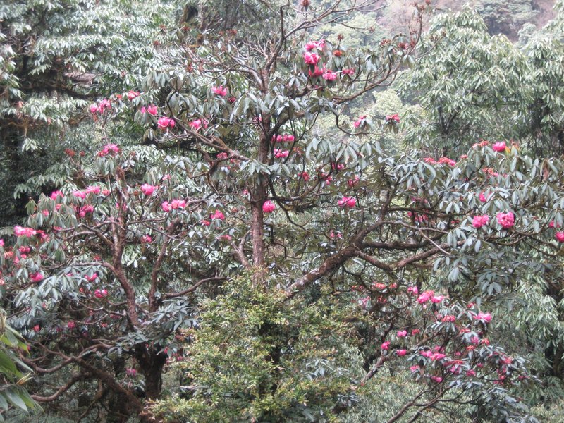 Rhododendruns