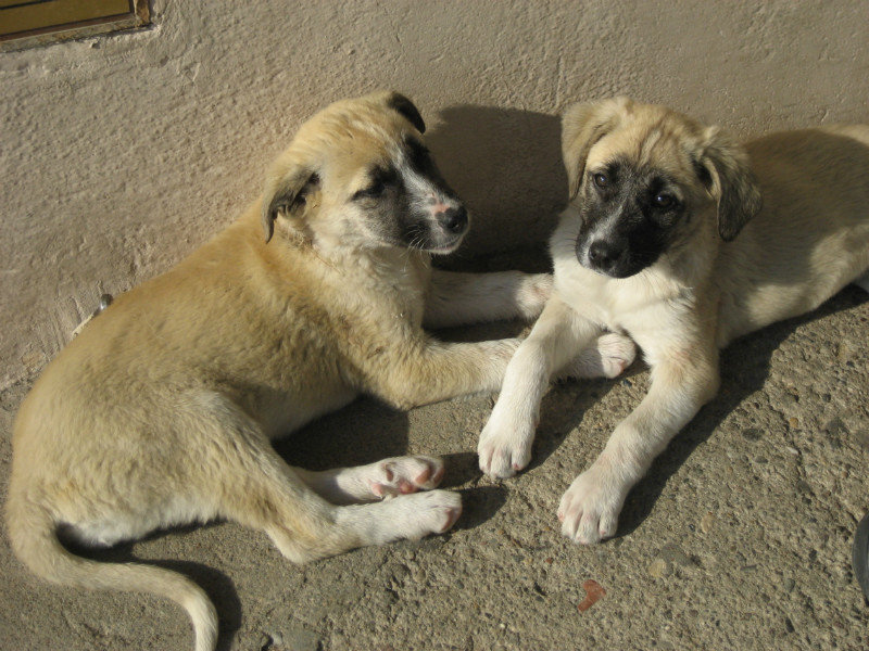 Two Puppies at Bergama Ruins