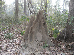 3 foot termite mound