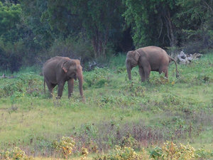 Group of about eight elephants here