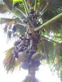Female Coconut Tree