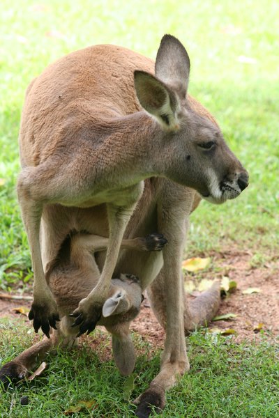 Kangaroo with a joey