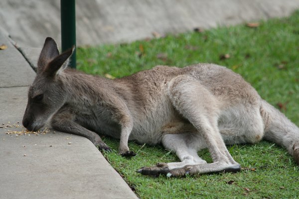 Tough life being a kangaroo!
