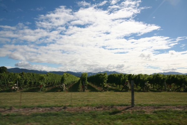 Vineyards driving through Marlborough